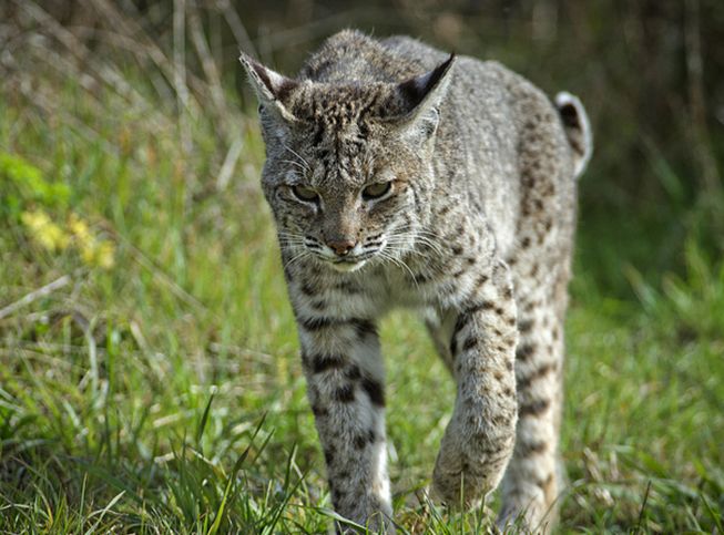  p>短尾猫(学名: b> i>lynx rufus /i> /b>)是分布在 a href="#" data