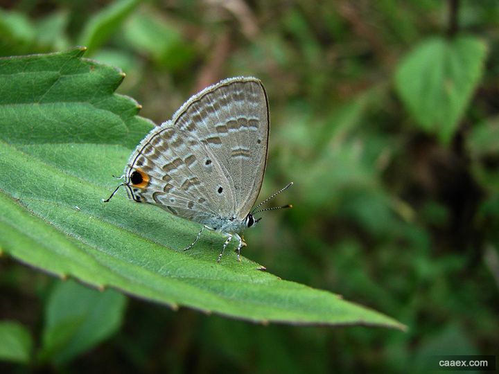 euchrysops cnejus fabricius