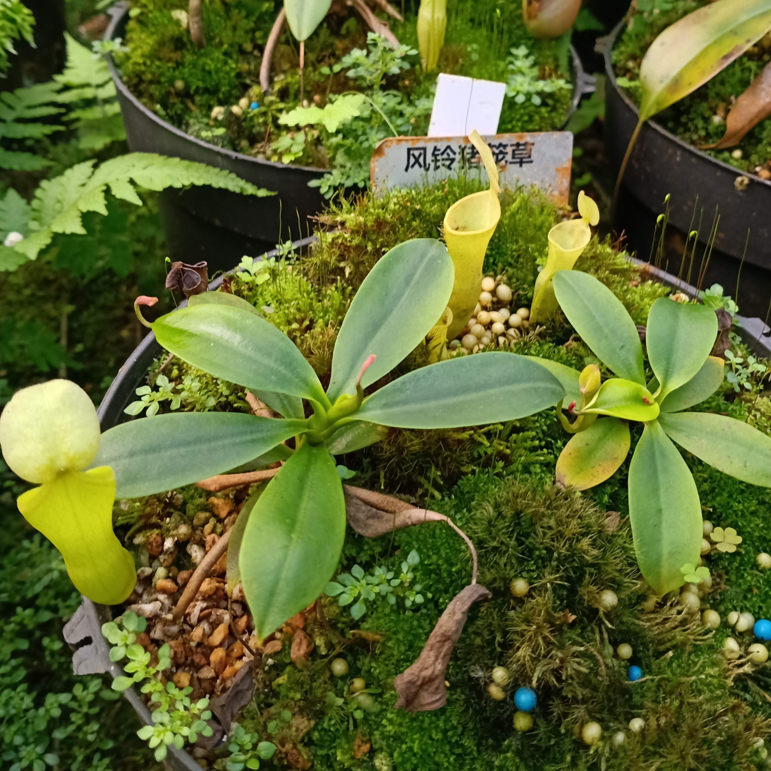 风铃猪笼草