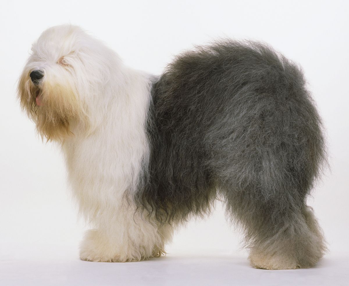  p>英国古代牧羊犬是很好的 a href="#" data-lemmaid="5220098">玩赏