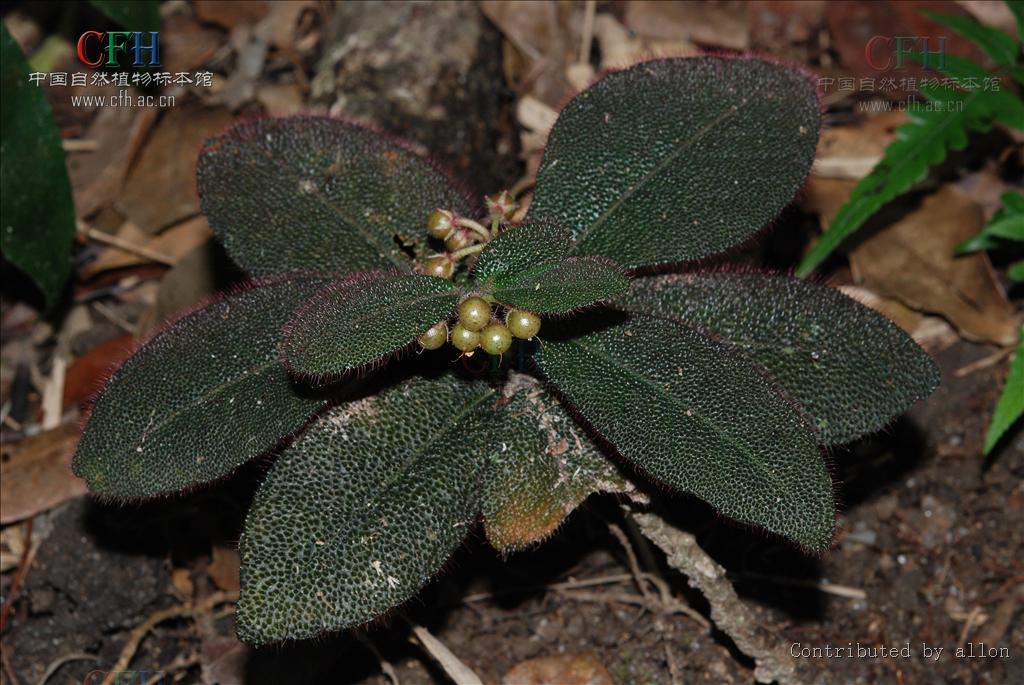  p>虎舌红(学名: i>ardisia mamillata /i> hance)为紫金牛科,紫金牛