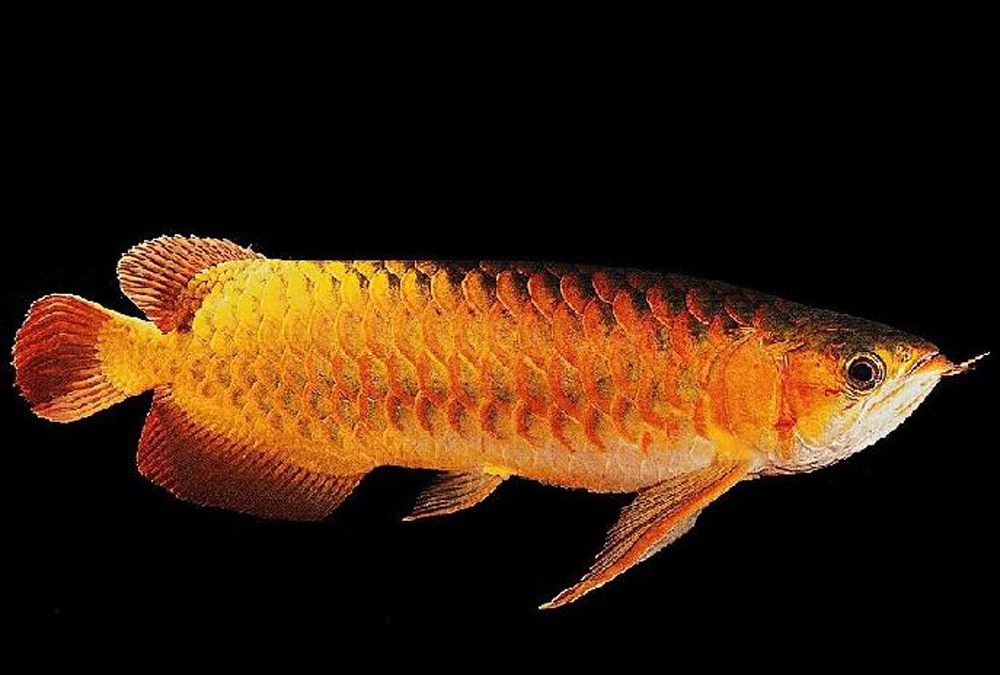  p>安康鱼俗称富贵鱼为深海鱼类,生活在澳州悉尼海