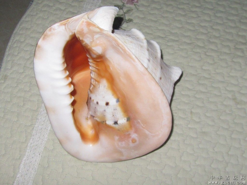  p> a target="_blank" href="/item/万宝螺/4857348" data-lemmaid="