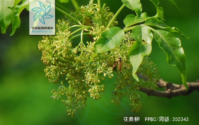  p>花曲柳(学名: i>fraxinus rhynchophylla /i> hance)是木犀科梣属