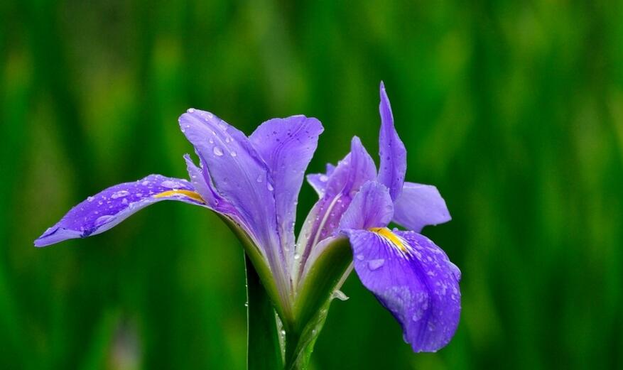 紫色鸢尾