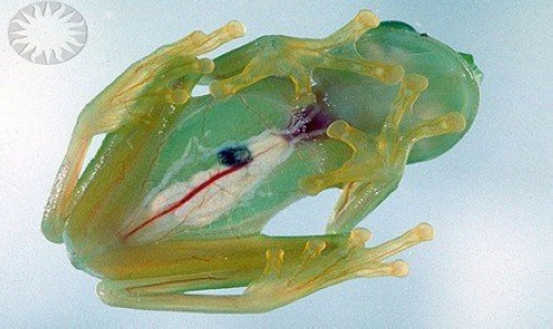  p>玻璃蛙,学名为透明蛙(glass frog),是一类中南美洲 a target="