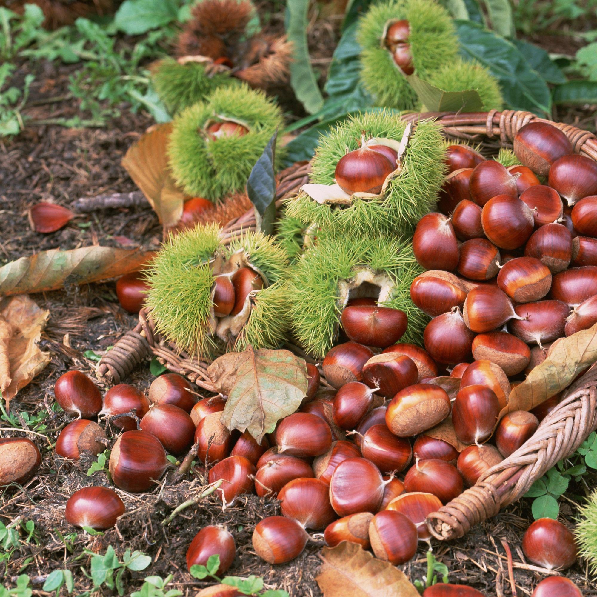  p>神农架野板栗,湖北省 a href="#" data-lemmaid="2884040">神农架