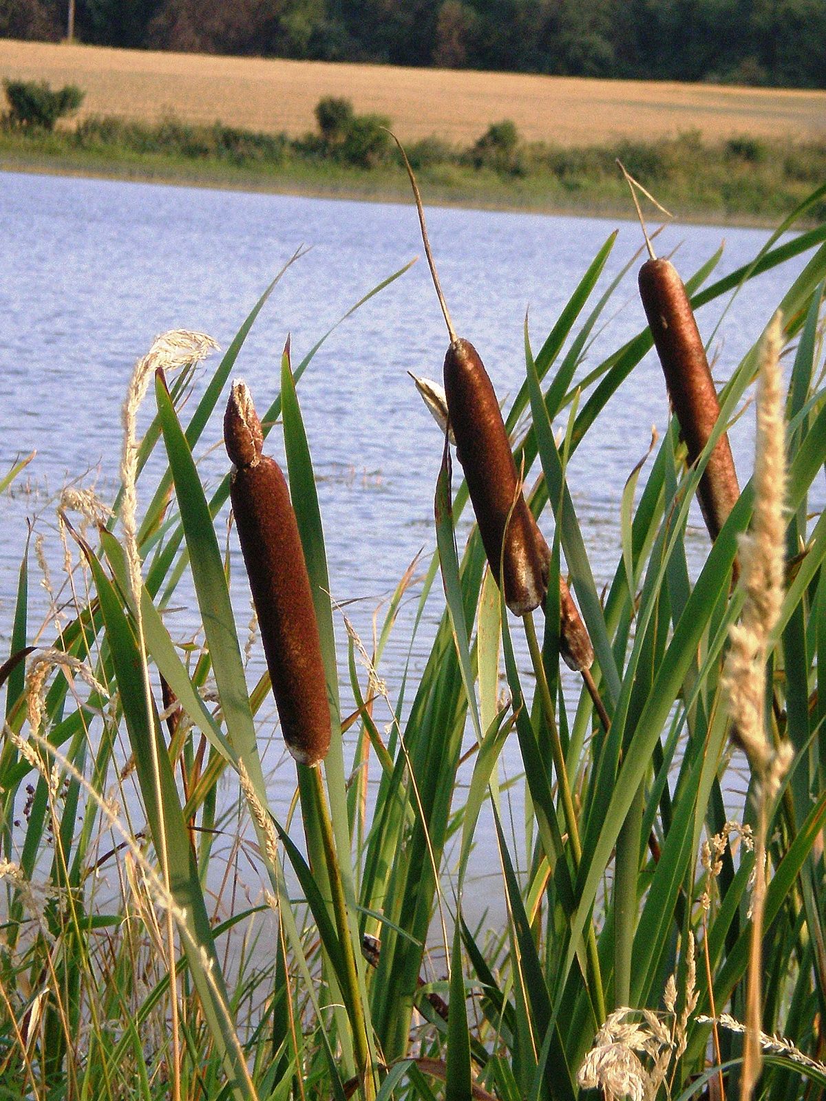  p>香蒲属(学名: i>typha /i> linn.