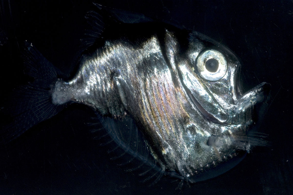  p> b>蓝光鳃鱼 /b>( a>学名 /a>: i>chromis caeruleus /i>)为 a>雀