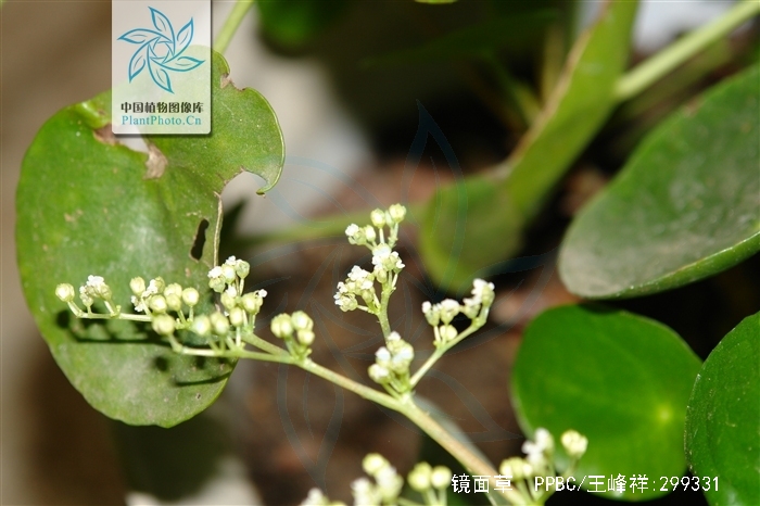  p>镜面草(学名: i>pilea peperomioides /i>  diels):是多年生肉质 a