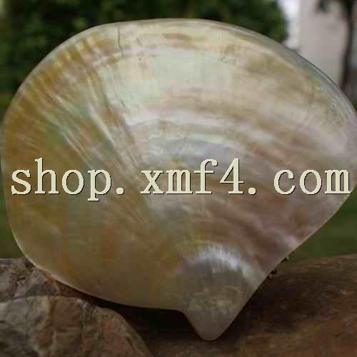  p>中等大小,壳很薄,并凸起,每个瓣的口下方是有散发状凹槽的三角形状