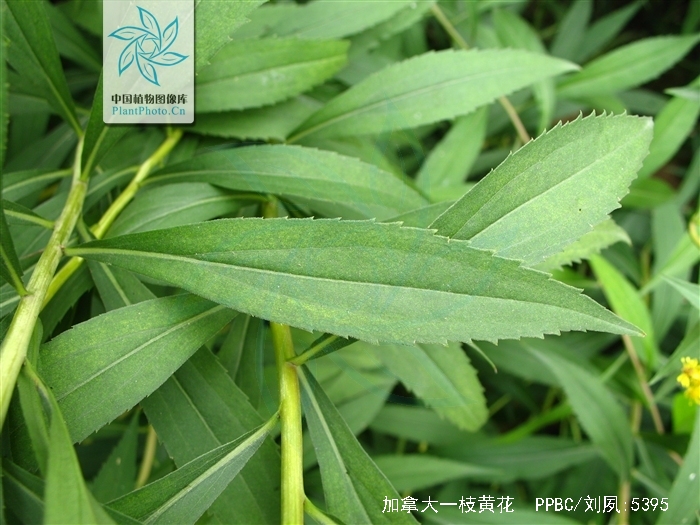 solidago canadensis l.