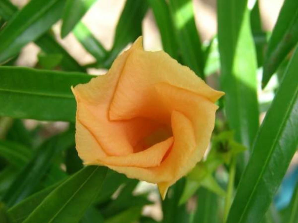  p>红酒杯花( t. peruviana),花冠红色. /p>