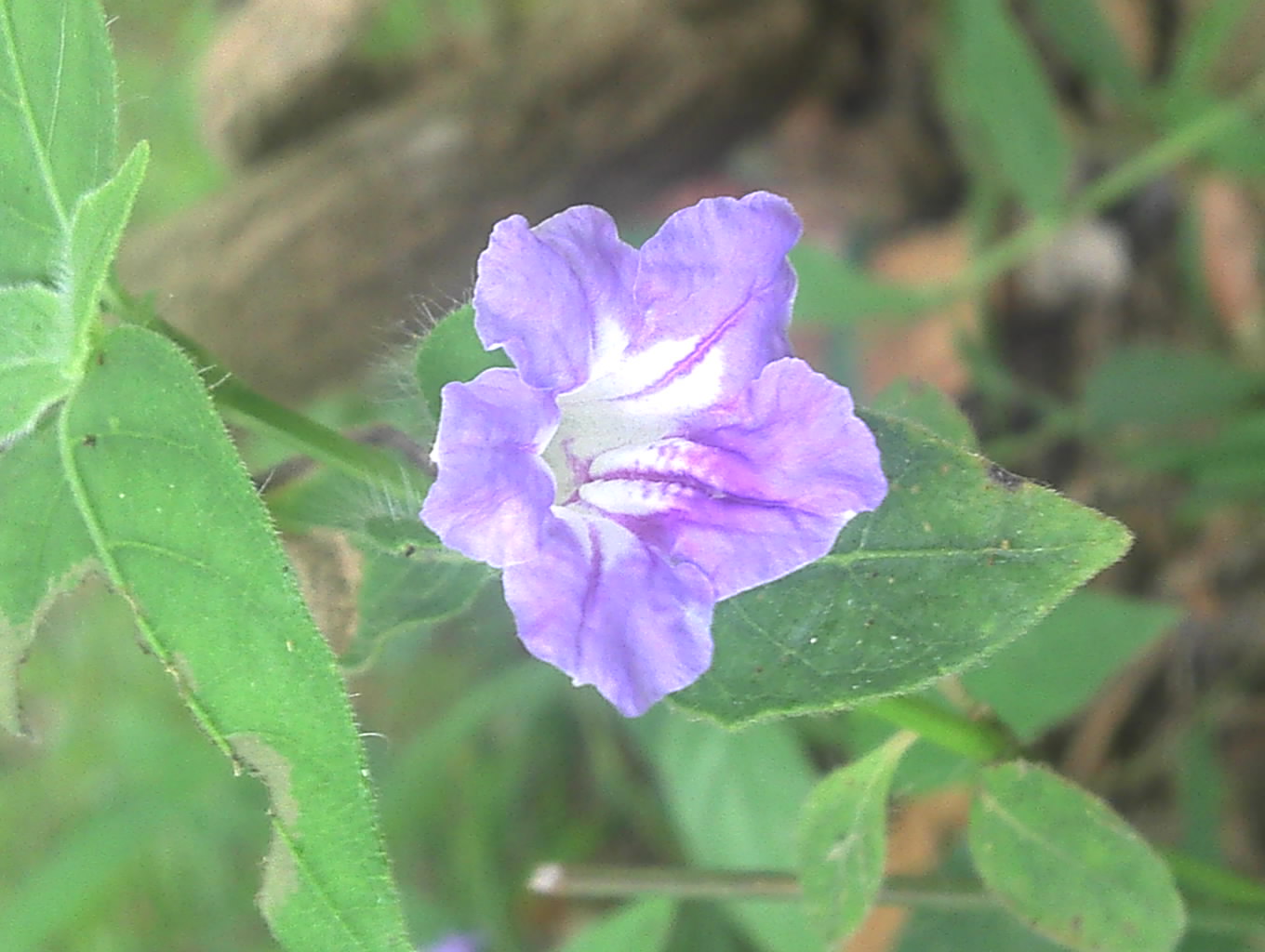 dipteracanthus repens