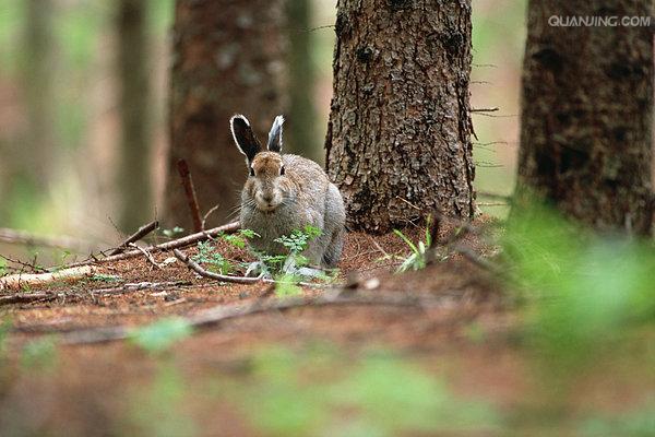 森林兔