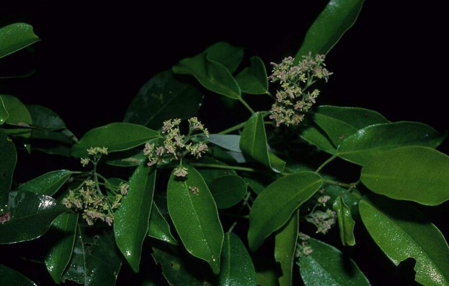  p>飞蛾槭(学名: i>acer oblongum  /i>wall. ex dc.