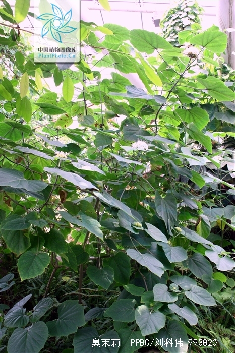  p data-id="tzamtllimhqb">臭茉莉唇是形科大青属 a target="_blank"