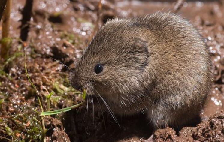  p>黑田鼠是仓鼠科田鼠属动物.体长多不超过150mm,尾很短.