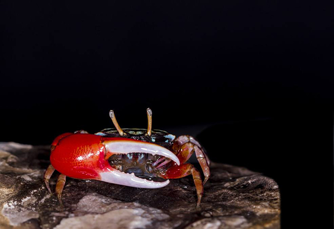 red eye stalked fiddler crab