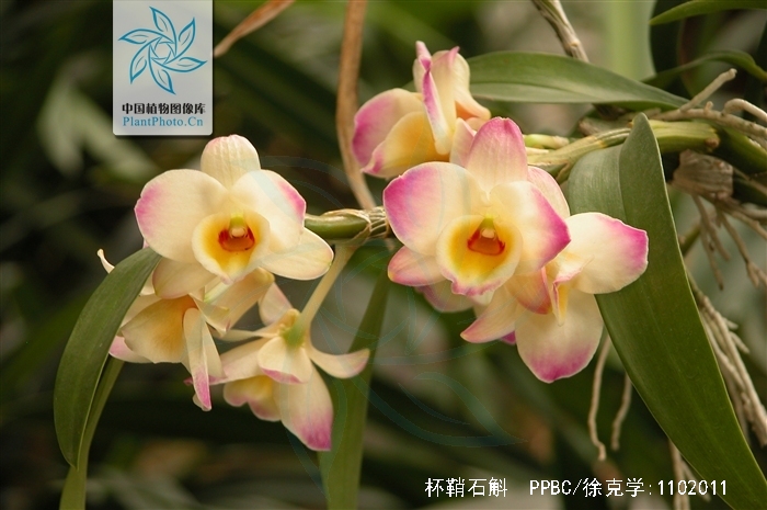  p>杯鞘石斛(学名: i>dendrobium gratiosissimum /i>  rchb. f.