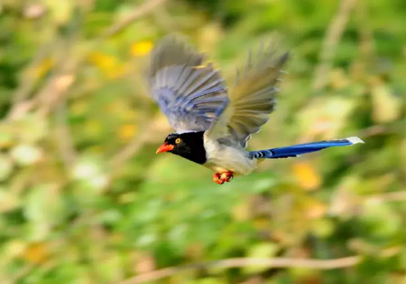  p>王母使者简称王母.中国神话传说中的鸟名.