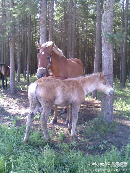 木兰围场国际狩猎场