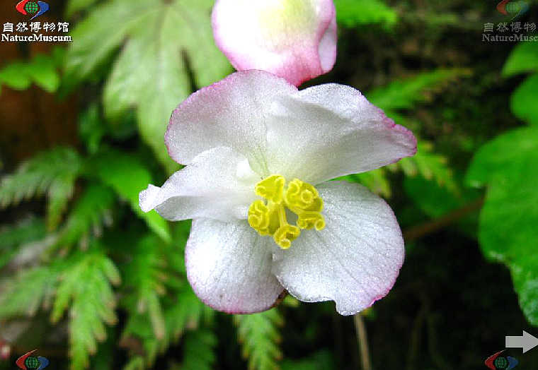 秋海棠科,秋海棠属的 a target="_blank" href="/item/多年生">