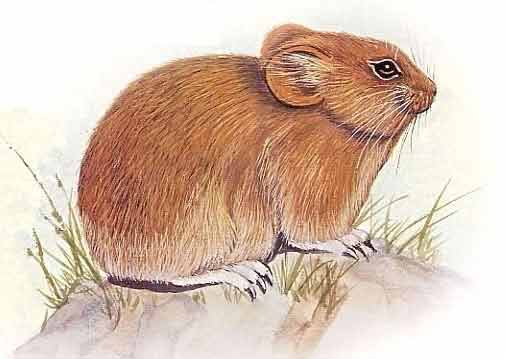  p>红耳鼠兔(学名: i>ochotana erythrotis /i>),是鼠兔科,鼠兔属的