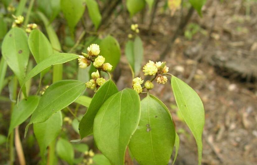  p>胡椒属(学名:piper l.