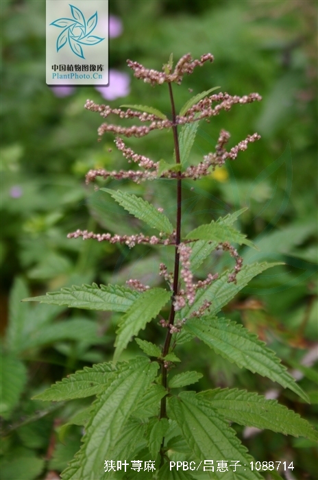  p>狭叶荨麻(学名: i>urtica angustifolia /i> fisch.