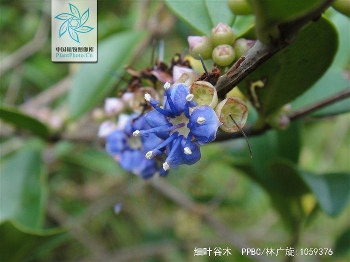 为野牡丹科植物细叶谷木 i>memecylonscutellatum /i>(lour.) hook.