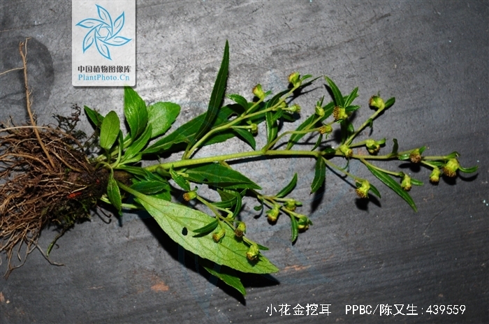  p>小花金挖耳( a href="#" data-lemmaid="80