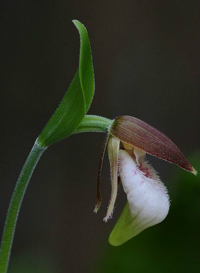  p>离萼杓兰(学名: i>cypripedium plectrochilum  /i> franch.