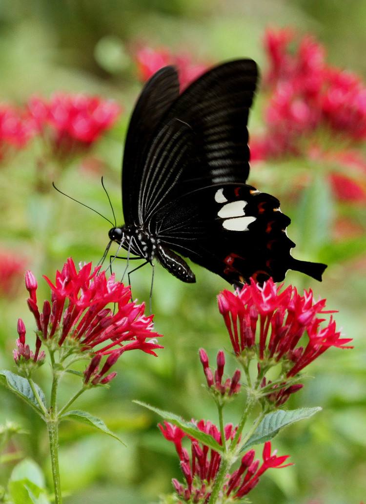  p>玉斑凤蝶 i>papilio helenus /i> (linnaeus, 1758)别名白纹凤蝶