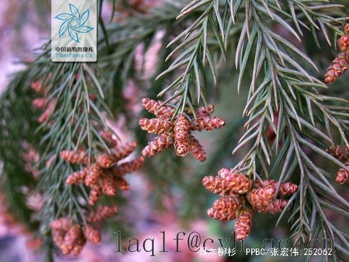  p>日本柳杉(拉丁学名: i>cryptomeria japonica  /i>(l. f.) d.