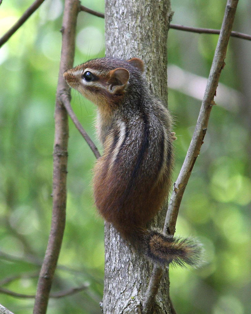  p>花鼠(学名: i>tamias sibiricus /i>)别名桦鼠子,五道眉,花狸棒, a