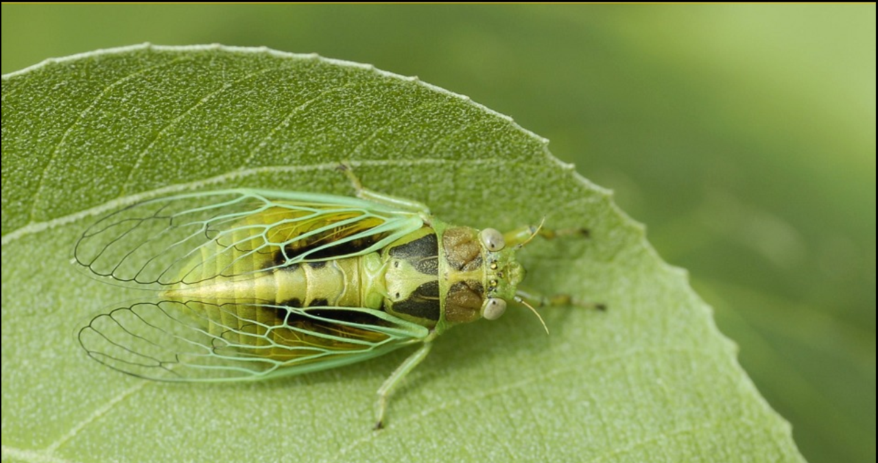 ">节肢动物门 /a>, a href="#" data-lemmaid="1622302">昆虫纲 /a>, 