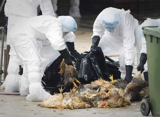 h5n1疫情