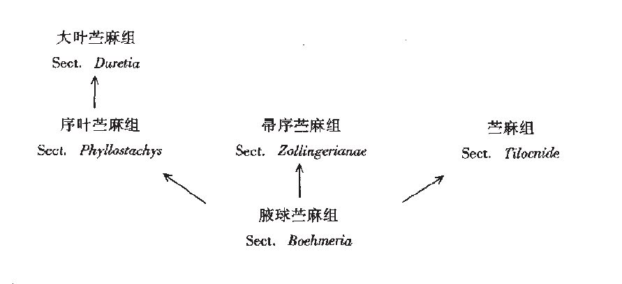  p>苎麻属( a target="_blank" href="/item/学名/8074290" data
