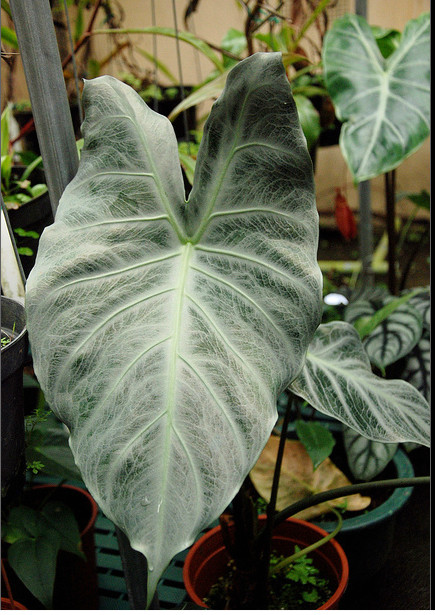  p>箭叶海芋(学名: i>alocasia longiloba  /i>miq.