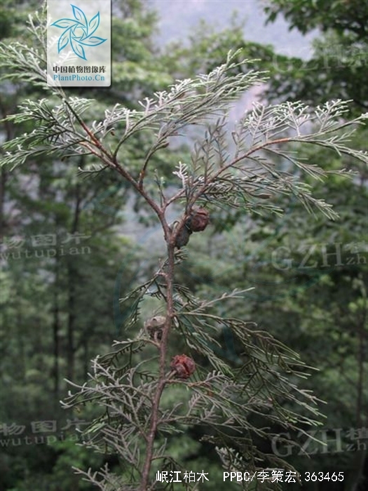  p>岷江柏木(学名: i>cupressus chengiana /i> s. y.