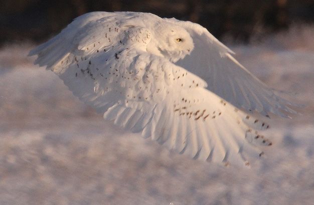 科,雕鸮属的一种大型 a target="_blank" href="/item/猫头鹰/74037"