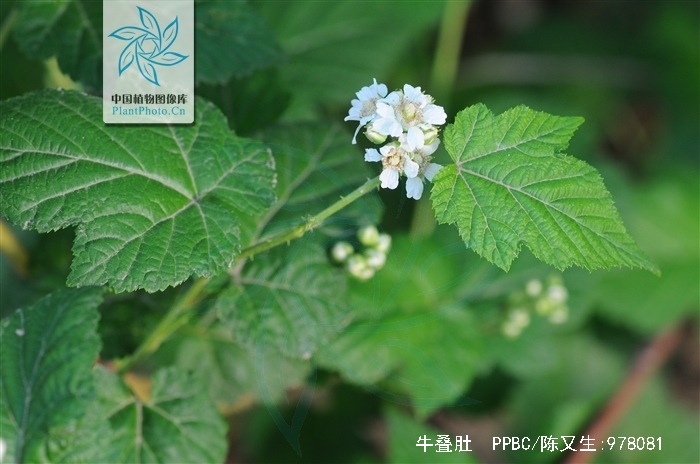 rubus crataegifolius