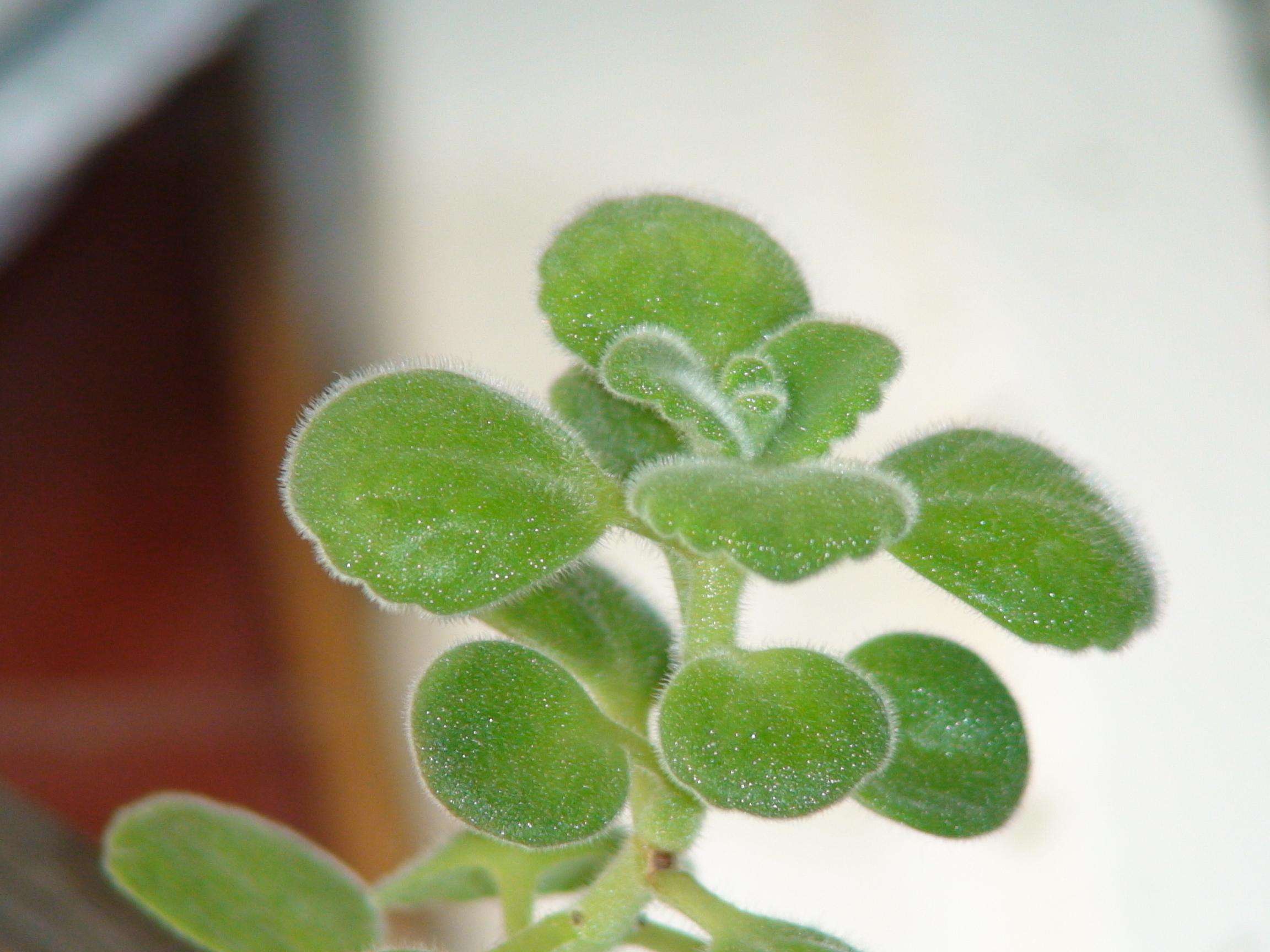 会散发淡淡清香的 a href="#" data-lemmaid="4800435">盆栽 /a>植物