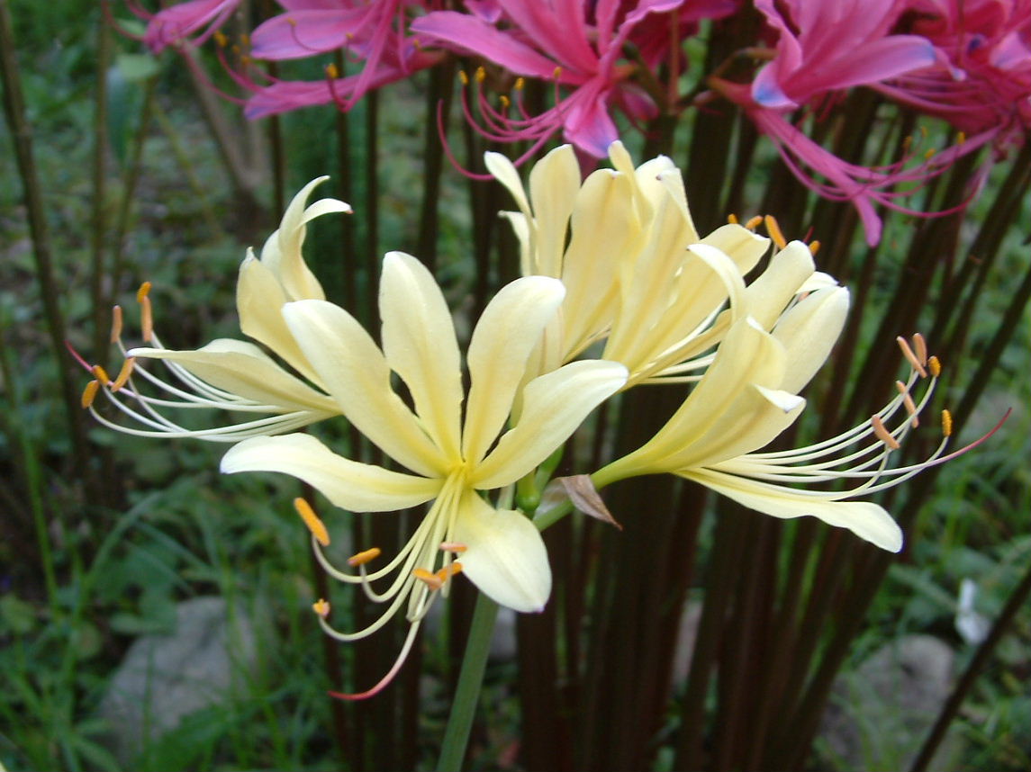 p>长筒石蒜(学名: i>lycoris longituba /i> y. xu & g. j.