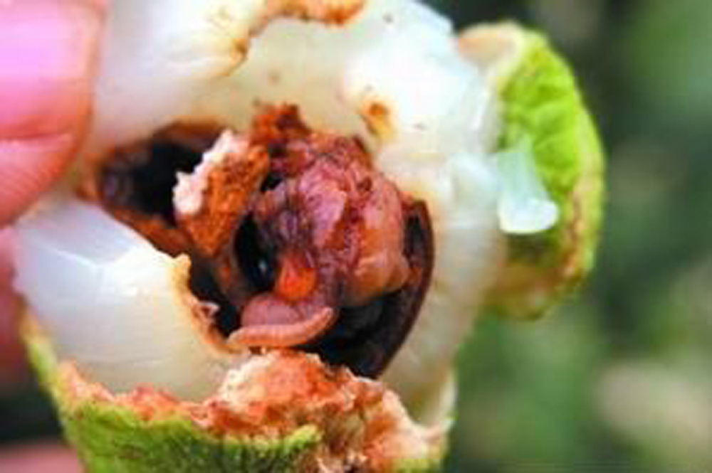  p>荔枝蛀蒂虫, i>conopomorpha sinensis  /i>bradley,属鳞翅目, a