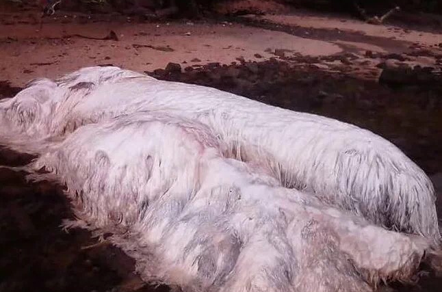  p>长毛鱼(trunko )有着大如 a href="#" data-lemmaid="37683">鲸 /a