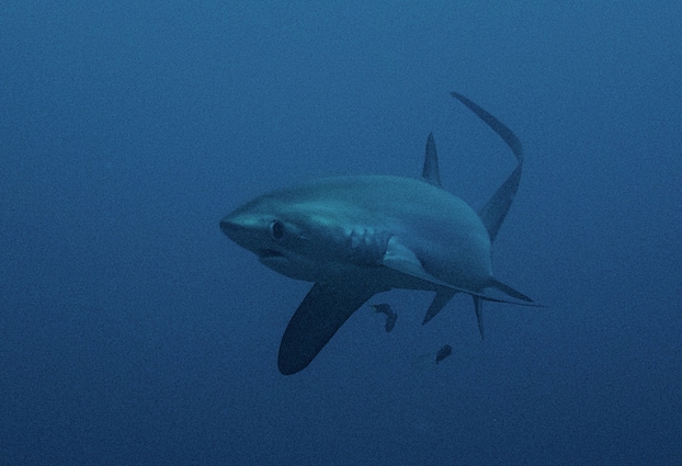 common thresher shark
