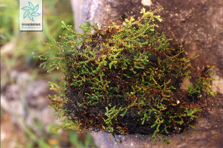  p>鹿角卷柏(学名: i>selaginella rossii  /i>(baker) warb.