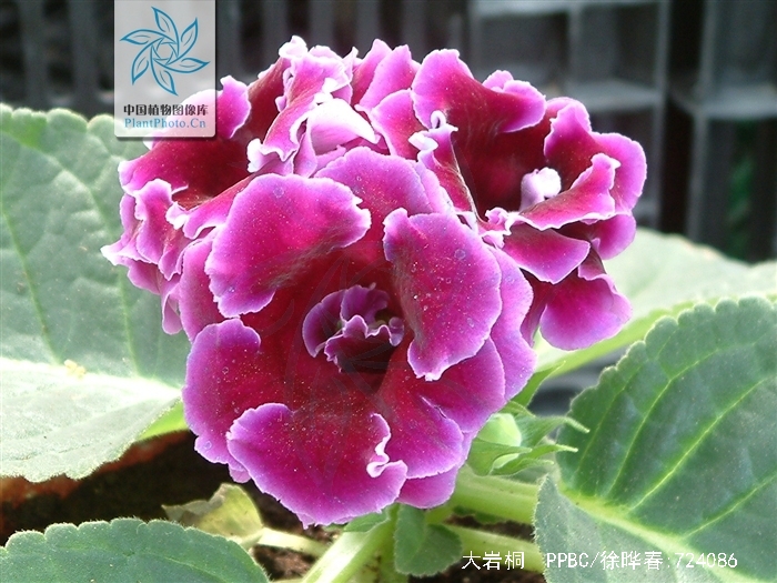  p data-id="tzczn7kr80ad">大岩桐(sinningia speciosa)是苦苣苔科
